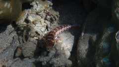 Parapercis punctulata