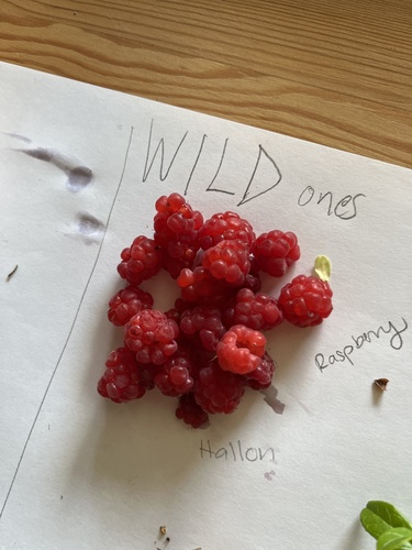 red raspberry