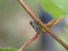 Oncopsis flavicollis