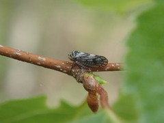 Oncopsis flavicollis