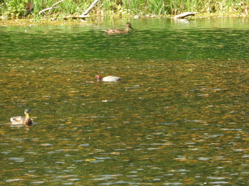 Common Pochard