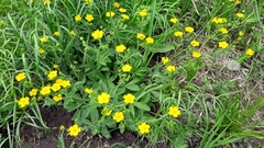 Potentilla chrysantha
