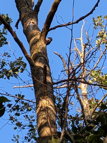 Great Spotted Woodpecker