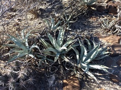 Agave cerulata