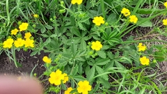 Potentilla chrysantha