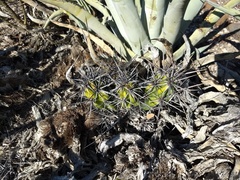 Corynopuntia invicta