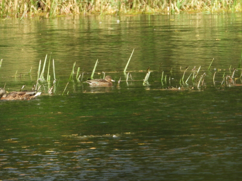 Green-winged Teal