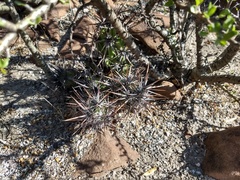 Corynopuntia invicta
