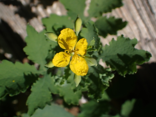 Greater celandine