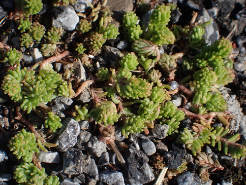 Tasteless Stonecrop