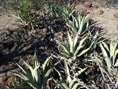 Agave cerulata