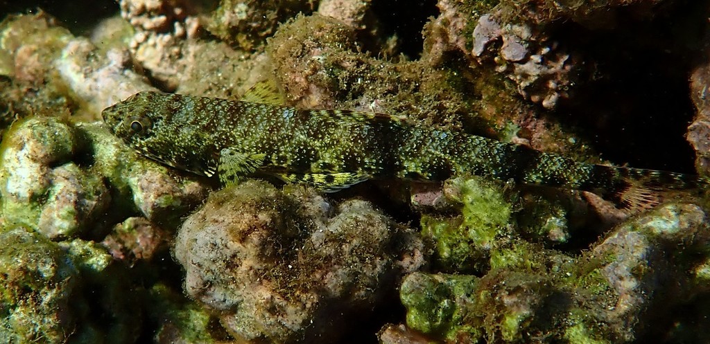 Clouded lizardfish (Saurida nebulosa) — Synodontidae