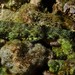 ウチウミマダラエソ