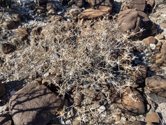 Ambrosia bryantii