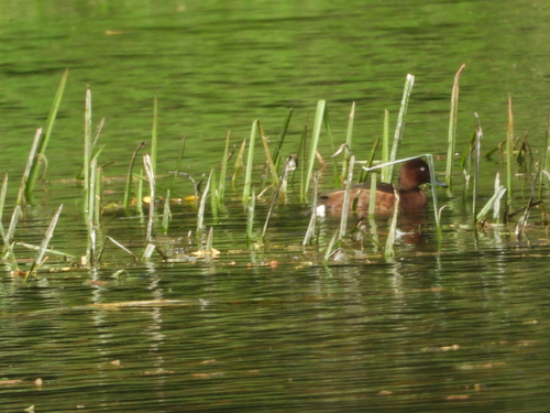Ferruginous Duck
