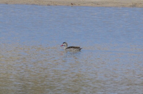 iNaturalist image