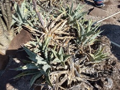 Agave cerulata