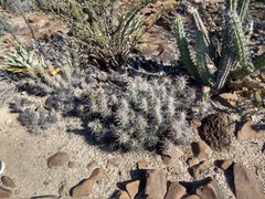 Corynopuntia invicta