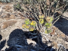 Corynopuntia invicta