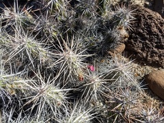 Corynopuntia invicta
