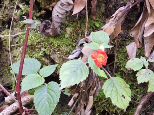 Achimenes antirrhina, photograph 2