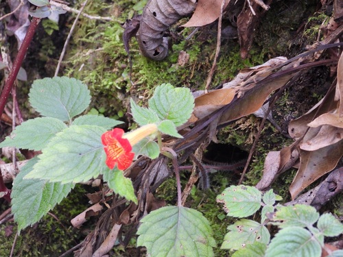 Achimenes antirrhina, photograph 1