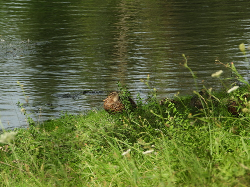 Mallard