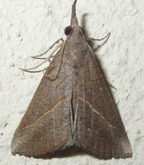 Hypena obacerralis