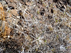 Ambrosia bryantii