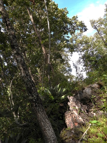 Agave chiapensis