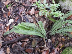 Asplenium monanthes, photograph (c) Neptalí Ramírez Marcial, some rights reserved (CC BY)