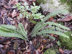 Asplenium monanthes, photograph (c) Neptalí Ramírez Marcial, some rights reserved (CC BY)