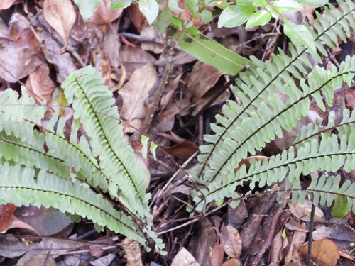 Asplenium monanthes