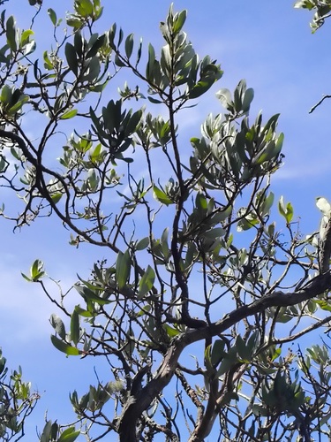 Comarostaphylis discolor, photograph 3