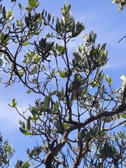 (c) Neptalí Ramírez Marcial, some rights reserved (CC BY) Comarostaphylis discolor, photograph (c) Neptalí Ramírez Marcial, some rights reserved (CC BY)