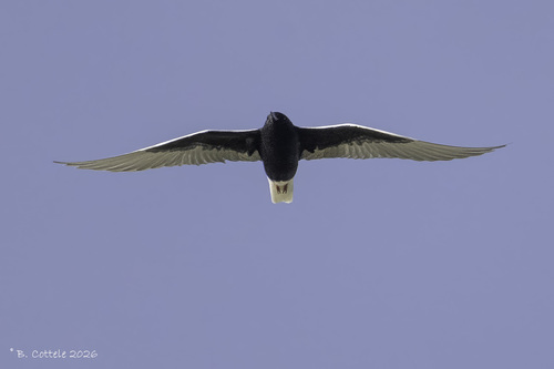 iNaturalist image