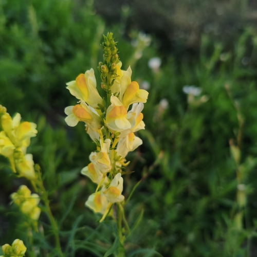 common toadflax