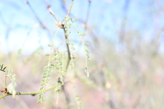 Prosopis articulata