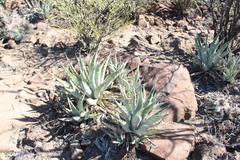 Agave cerulata