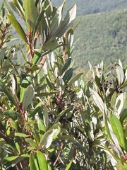 Comarostaphylis discolor
