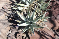 Agave cerulata