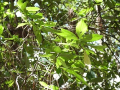 Cornus disciflora, photograph (c) Neptalí Ramírez Marcial, some rights reserved (CC BY)
