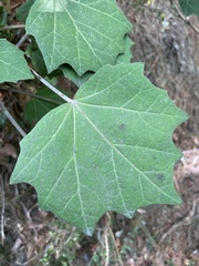 Sinopanax formosanus