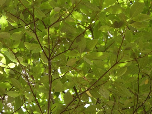 Cornus disciflora
