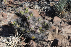Corynopuntia invicta