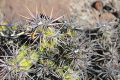 Corynopuntia invicta