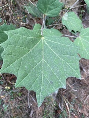 Sinopanax formosanus