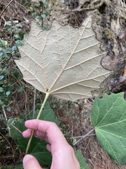 Sinopanax formosanus