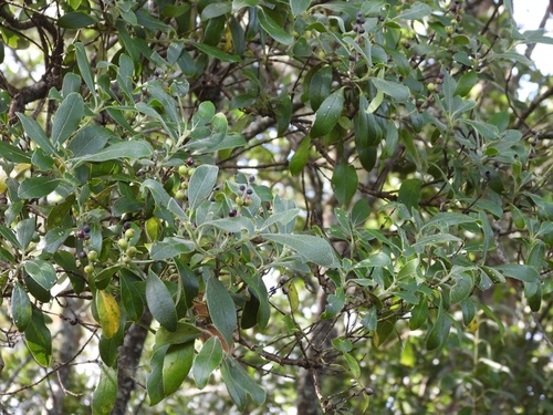 Garrya laurifolia, photograph 1