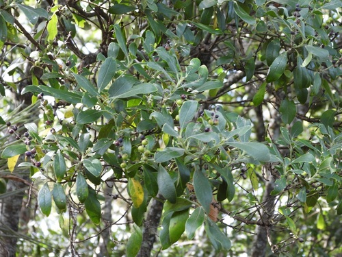 Garrya laurifolia
